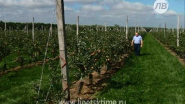 В Лебедянском районе продолжают собирать малину