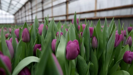 29 тысяч тюльпанов уже готовы к 8 марта в липецком «Зеленхозе»