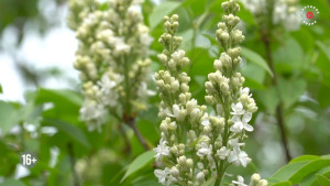 Жителей Липецкой области ждут самые короткие майские праздники за 8 лет