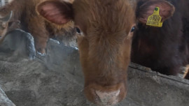 Антифейк: ветеринары Липецка опровергли слухи о болезнях животных