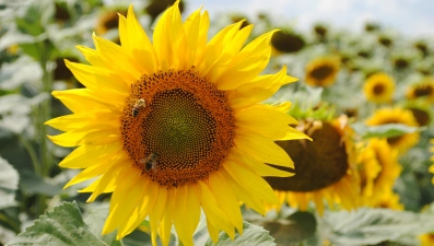 В Липецкой области намолотили 877 тыс. тонн масличных культур