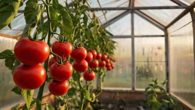 95 тыс. тонн тепличных овощей собрали в Липецкой области