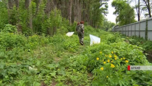 Клещи все чаще нападают на липчан (видео)