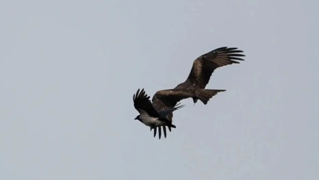 Настоящую битву вороны и коршуна заснял над Галичьей Горой фотограф Александр Щербаков 