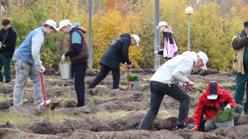 Больше 20 тысяч сеянцев деревьев высадили в Липецкой области