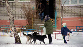 В Липецкой области приняли новый закон по обращению с животными без владельцев 