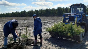 Весенние лесокультурные работы в Липецкой области выполнены в полном объёме