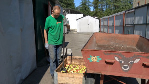 Липецкий зоопарк временно не принимает яблоки от жителей
