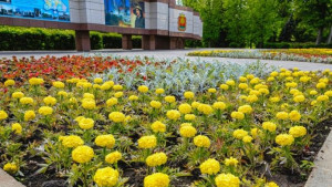 В Липецке высадят 850 тысяч цветов