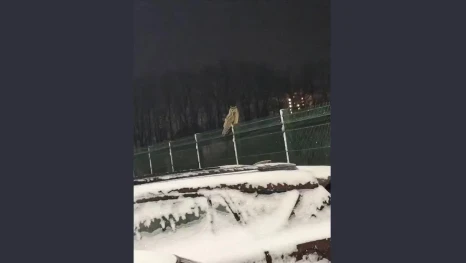Ушастая сова прилетела в Липецк на День зимующих птиц