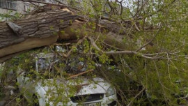 В Сырском Руднике дерево упало на припаркованный автомобиль