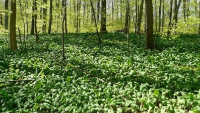 В связи с пожароопасной обстановкой посещение лесов ограничено 