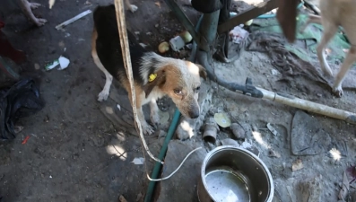 Прокуратура взялась за «чёрную передержку» собак в Данковском районе