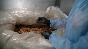 Липецкая область активно поставляет Китаю топинамбур