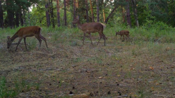 Оленей, косулю и кабанов запечатлели фотоловушки на границе Липецкой области