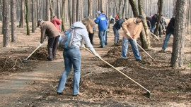 В рамках субботника на Силикатных озерах высадили молодые сосны