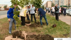 В районе Октябрьского моста высадили саженцы ивы, рябины, клена