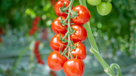 В Липецкой области собрано более 3 тысяч тонн тепличных овощей и салатов