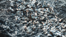 Ещё 3,5 млн мальков выпустят в реки Липецкой области в ближайшие три года