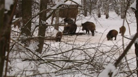 В лесах региона подкармливают животных