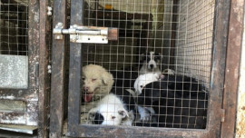 В микрорайоне Сокол отловили безнадзорных собак