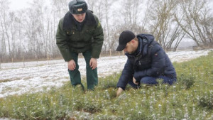 В Липецкой области старейший лесхоз выращивает улучшенные сосны