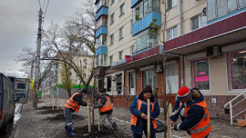 7 ноября на проспекте Мира высадили главный символ Липецка