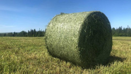 В Липецкой области стартовала заготовка кормов к зиме