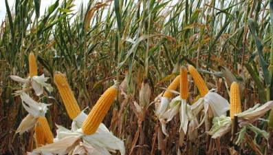 Уборка кукурузы на зерно набирает обороты в Липецкой области