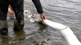 Больше 2 миллионов мальков выпустили в реку Воронеж