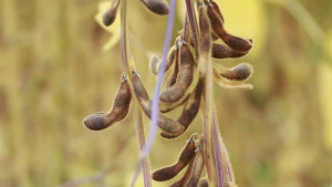 Липецкие аграрии собрали рекордный урожай масличных культур в 1 млн тонн