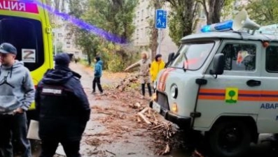 Сухое дерево упало на ребенка на Вермишева в Липецке 