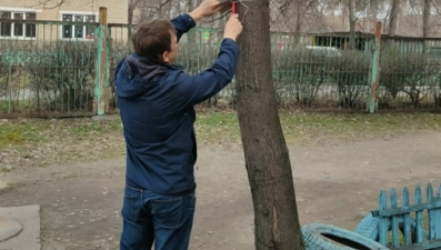 В Липецке специалисты чистят деревья от рекламных объявлений