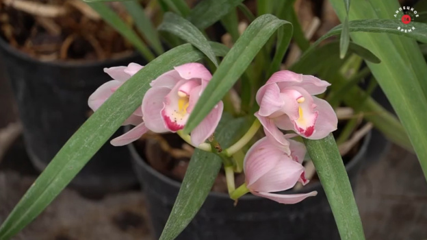 В Липецком «Зеленхозе» подвели итоги года