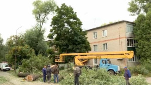 На улице Баумана избавились от старых деревьев (видео)