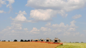 Липецкие аграрии почти завершили уборку масличных культур