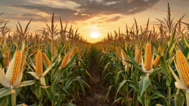 Уборка кукурзы на зерно началась в Липецкой области