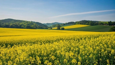 Липецкие аграрии собрали более 500 тыс. тонн масличных культур