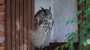 НЛМК восстанавливает популяцию филинов: первые птицы выпущены в Липецкой области