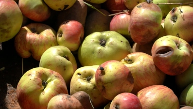 Количество ос в России заметно выросло за 11 лет