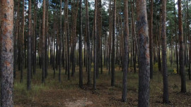 Ограничение на посещение лесов Липецкой области продлили до 11 сентября