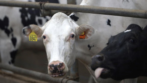 В Липецкой области увеличились надои молока 