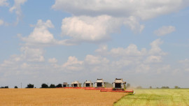 Уборка рапса идёт в семи муниципалитетах Липецкой области