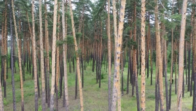 Ограничения на посещение лесов сняли в Липецкой области 