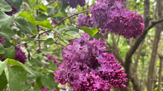 Фестиваль «Сиреневый рай» собрал гостей из Липецкой области и соседних регионов