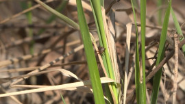 836 детей в Липецкой области покусали клещи в 2025 году 