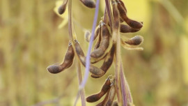 Липецкие аграрии собрали рекордный урожай масличных культур в 1 млн тонн