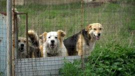 Стаи собак донимают жителей улицы Лесная в селе Троицкое Липецкого округа