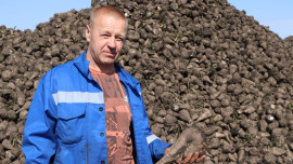 Липецкие аграрии собрали более 700 тыс. тонн сахарной свеклы