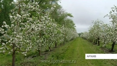 В Лебедянском районе начали выращивать экояблоки